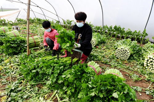河北永清 科技賦能蔬菜種植，擘畫農(nóng)戶增收致富新圖景