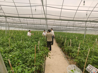 江華人大深入一線開展蔬菜產(chǎn)業(yè)發(fā)展專題調(diào)研，助力農(nóng)業(yè)種植技術(shù)開發(fā)與產(chǎn)業(yè)升級